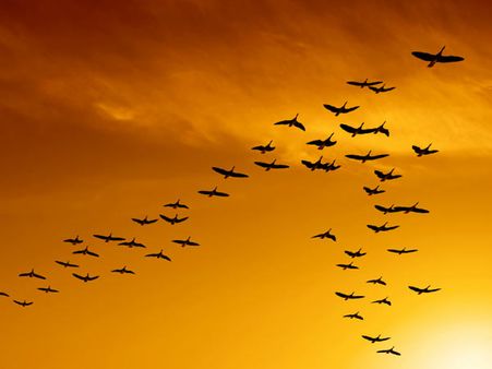 રસપ્રદઃ શા માટે પક્ષીઓ ઉડે છે વી આકારમાં?