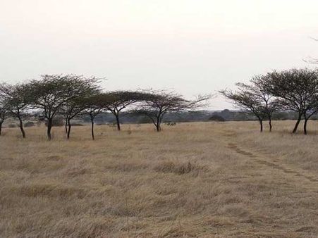 ઇન્ડિયન બસ્ટર્ડ અભ્યારણ્ય