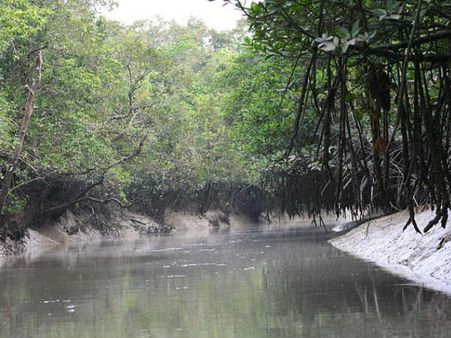 મેંગ્રોવ જંગલ