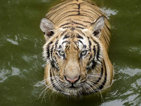 રોયલ ટાઇગર