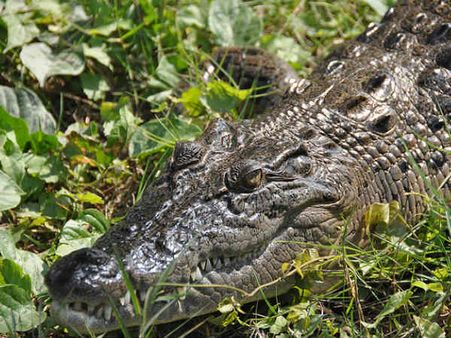 ક્રોકોડાઇલ