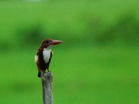 પક્ષીઓનો પણ અદભૂત નજારો