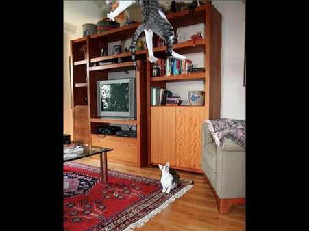 ફેસબૂક ફની ફોટો