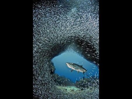 ફેસબૂક ફની ફોટો