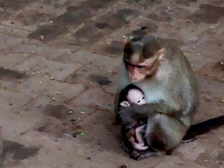 મૈસૂર જૂ- પંકજ શૉ 