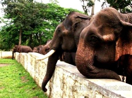 દૂબારે એલીફન્ટ ટ્રેનિંગ કેમ્પ- શોવિક ચક્રવતી 