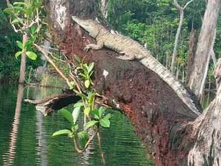 એક-બે નહીં 30 ફૂટ ઉંચા ઝાડ પર ચઢી શકે છે મગર