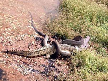 માત્ર પાંચ મીનિટમાં મગરને આરોગી ગયો અજગર