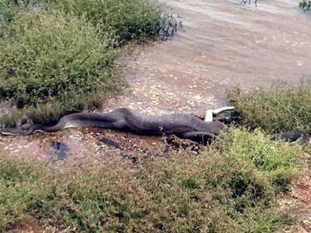 માત્ર પાંચ મીનિટમાં મગરને આરોગી ગયો અજગર