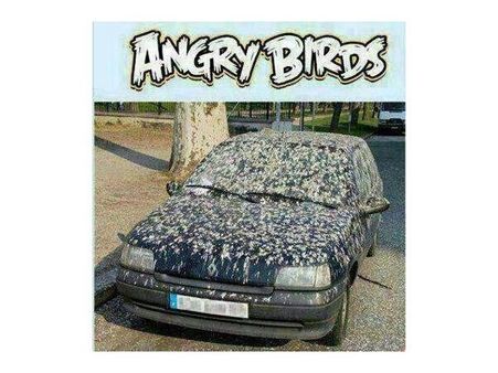 Angry Bird