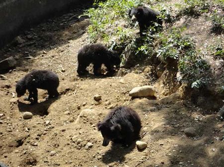અરિગનાર અન્ના જુલૉજિકલ પાર્ક