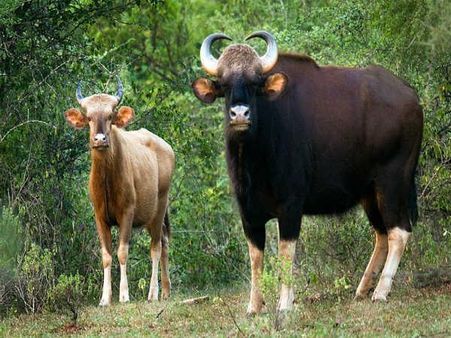 ચિન્નાર વન્યજીવ અભ્યારણ્ય