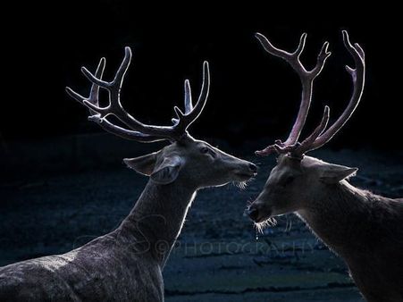 દુઘવા રાષ્ટ્રીય પાર્ક