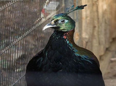 ગ્રેટ હિમાલયન નેશનલ પાર્ક