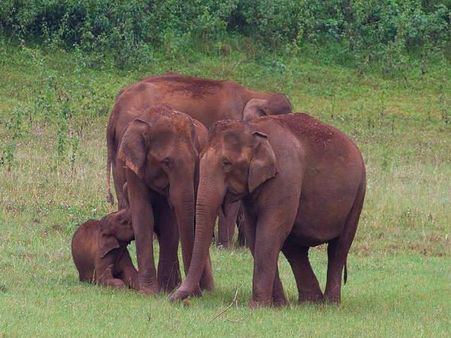 પેરિયાર વન્યજીવ અભ્યારણ્ય