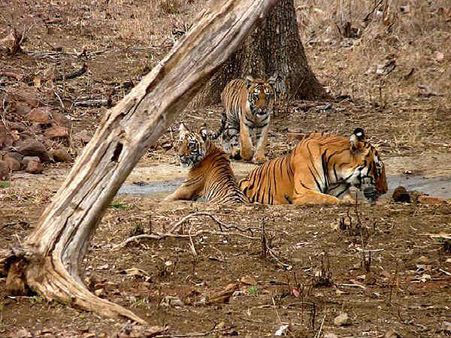તાડોબા રાષ્ટ્રીય ઉદ્યાન