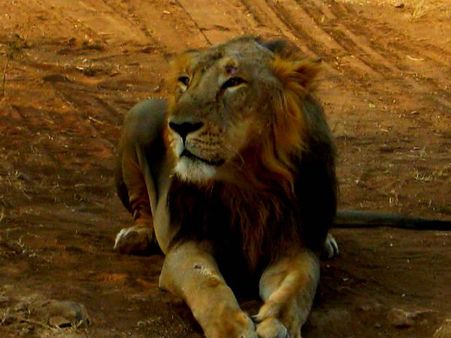 સિંહોનુ એકમાત્ર ઘર