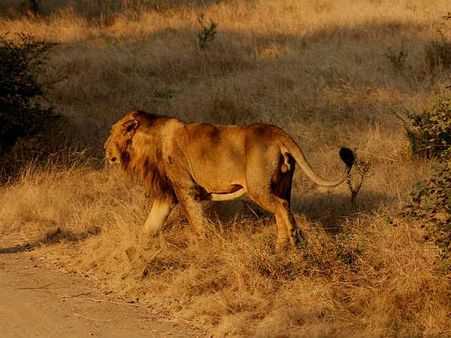 સિંહોનુ એકમાત્ર ઘર