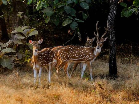 સિંહોનુ એકમાત્ર ઘર