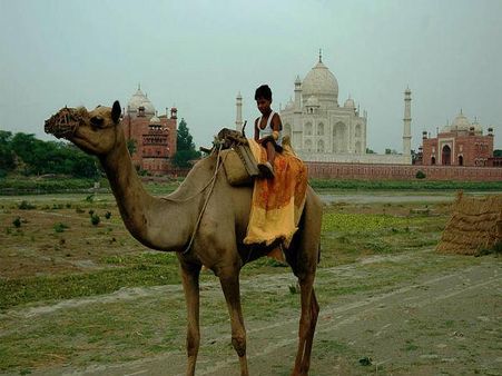 ઉંટ પર તાજ ભ્રમણ 