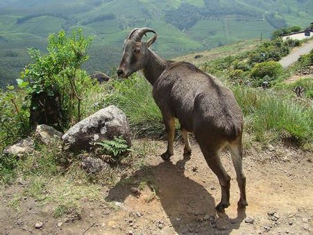 રાજમાલા