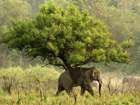 કૉર્બેટ નેશનલ પાર્ક