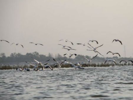 નળસરોવર પક્ષી અભ્યારણ્ય 