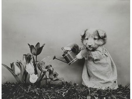 Victorian photographer Harry Whittier photo