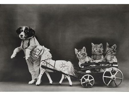 Victorian photographer Harry Whittier photo