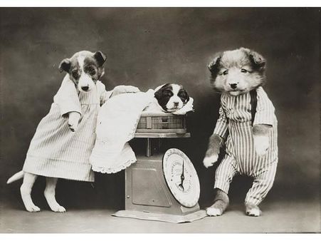 Victorian photographer Harry Whittier photo