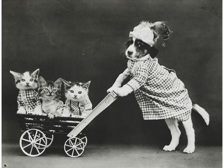 Victorian photographer Harry Whittier photo