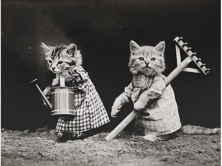 Victorian photographer Harry Whittier photo