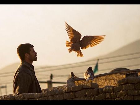 અફઘાની કબૂતર