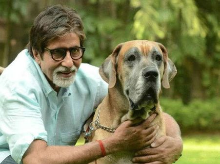 બૉલીવુડ સેલિબ્રિટીઓનો પ્રાણી પ્રેમ બૉલીવુડ સેલિબ્રિટીઓનો પ્રાણી પ્રેમ