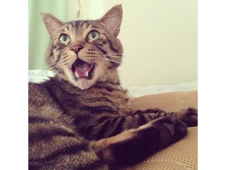 ઇંસ્ટ્રાગ્રામ પર પોપ્યુલર જાનવરોની તસવીરો