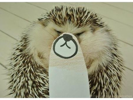 ઇંસ્ટ્રાગ્રામ પર પોપ્યુલર જાનવરોની તસવીરો