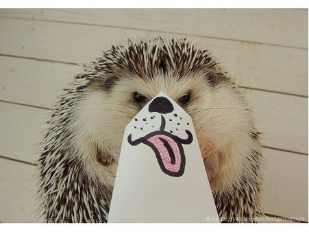 ઇંસ્ટ્રાગ્રામ પર પોપ્યુલર જાનવરોની તસવીરો