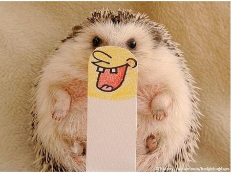 ઇંસ્ટ્રાગ્રામ પર પોપ્યુલર જાનવરોની તસવીરો