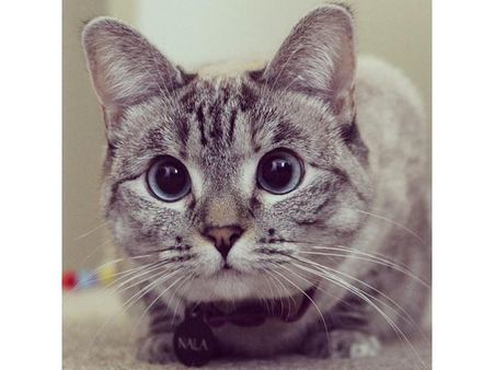 ઇંસ્ટ્રાગ્રામ પર પોપ્યુલર જાનવરોની તસવીરો