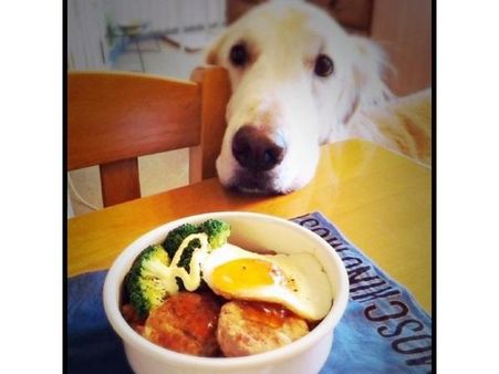 ઇંસ્ટ્રાગ્રામ પર પોપ્યુલર જાનવરોની તસવીરો