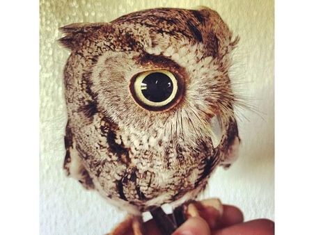 ઇંસ્ટ્રાગ્રામ પર પોપ્યુલર જાનવરોની તસવીરો