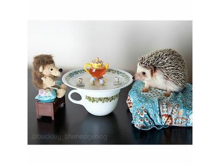 ઇંસ્ટ્રાગ્રામ પર પોપ્યુલર જાનવરોની તસવીરો