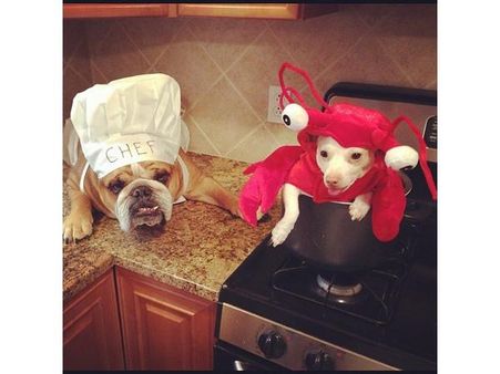 ઇંસ્ટ્રાગ્રામ પર પોપ્યુલર જાનવરોની તસવીરો