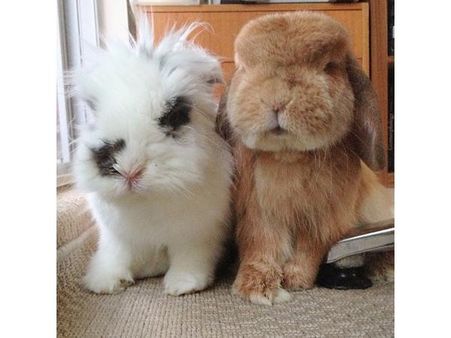 ઇંસ્ટ્રાગ્રામ પર પોપ્યુલર જાનવરોની તસવીરો