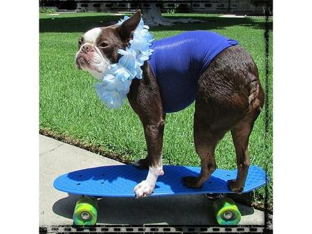 ઇંસ્ટ્રાગ્રામ પર પોપ્યુલર જાનવરોની તસવીરો