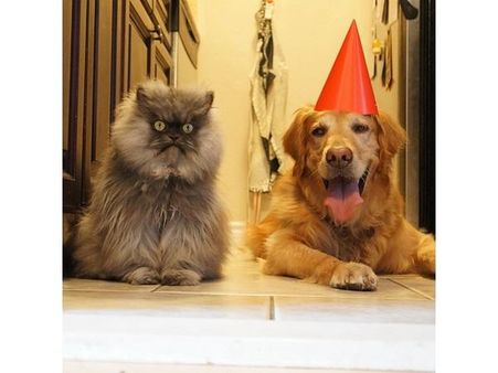 ઇંસ્ટ્રાગ્રામ પર પોપ્યુલર જાનવરોની તસવીરો