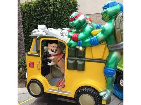 ઇંસ્ટ્રાગ્રામ પર પોપ્યુલર જાનવરોની તસવીરો