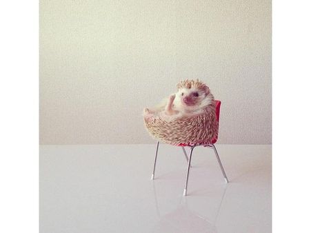 ઇંસ્ટ્રાગ્રામ પર પોપ્યુલર જાનવરોની તસવીરો