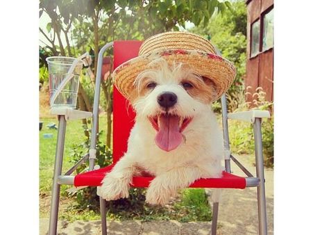 ઇંસ્ટ્રાગ્રામ પર પોપ્યુલર જાનવરોની તસવીરો