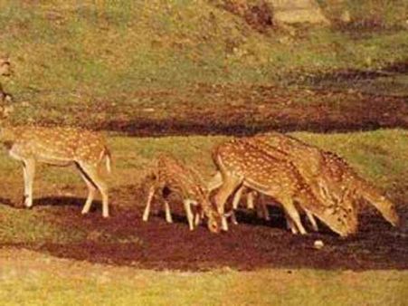 દરા વન્ય પ્રાણી અભ્યારણ્ય